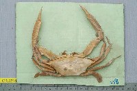 藏品(看守長眼蟹)的圖片